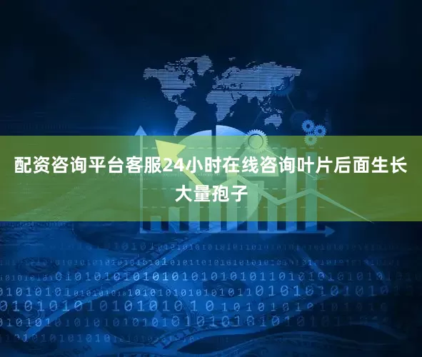 配资咨询平台客服24小时在线咨询叶片后面生长大量孢子